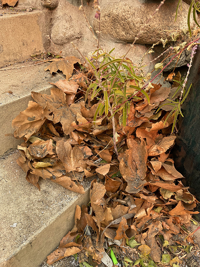 Leaves and ash