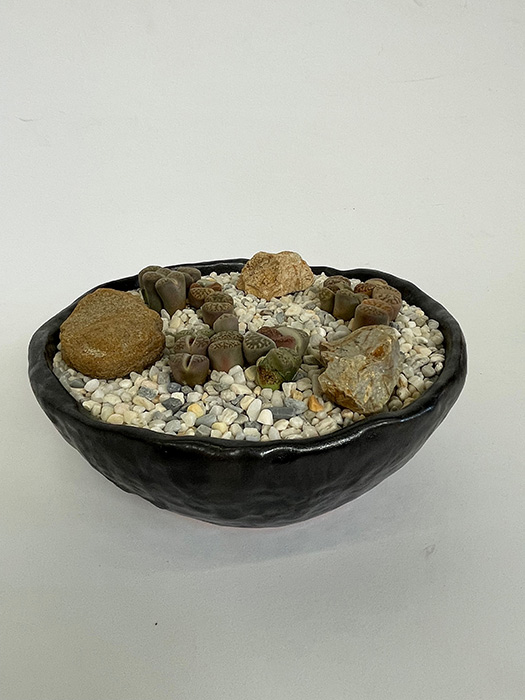 Living stones