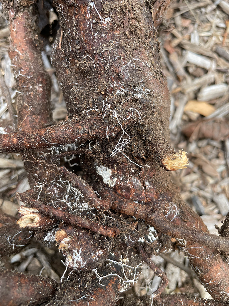 Mycelium
