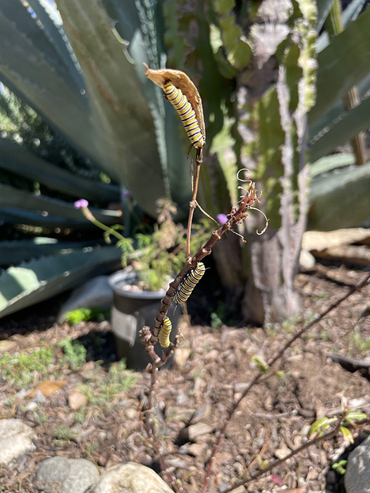 Monarch caterpillars on tropical milkweek