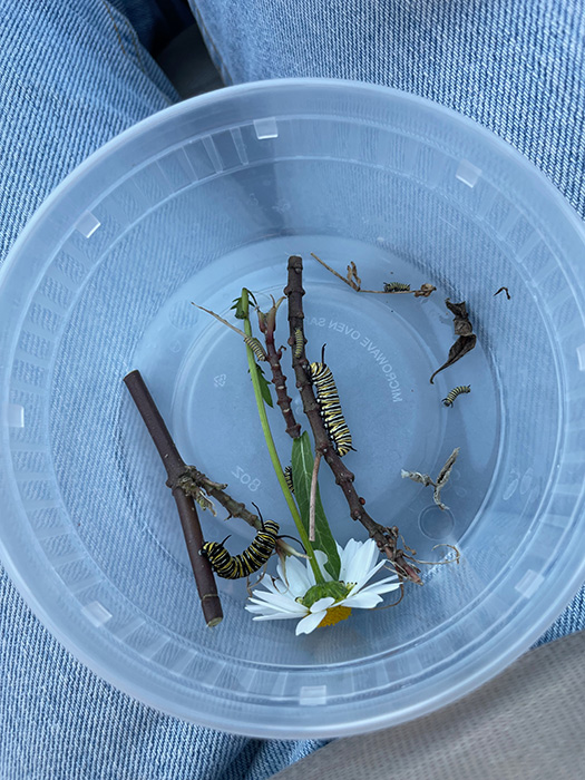 Monarch caterpillars