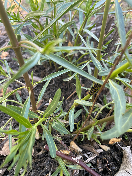 Monarch caterpillars