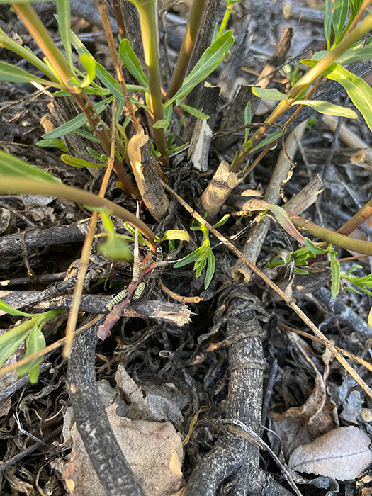 Monarch caterpillars