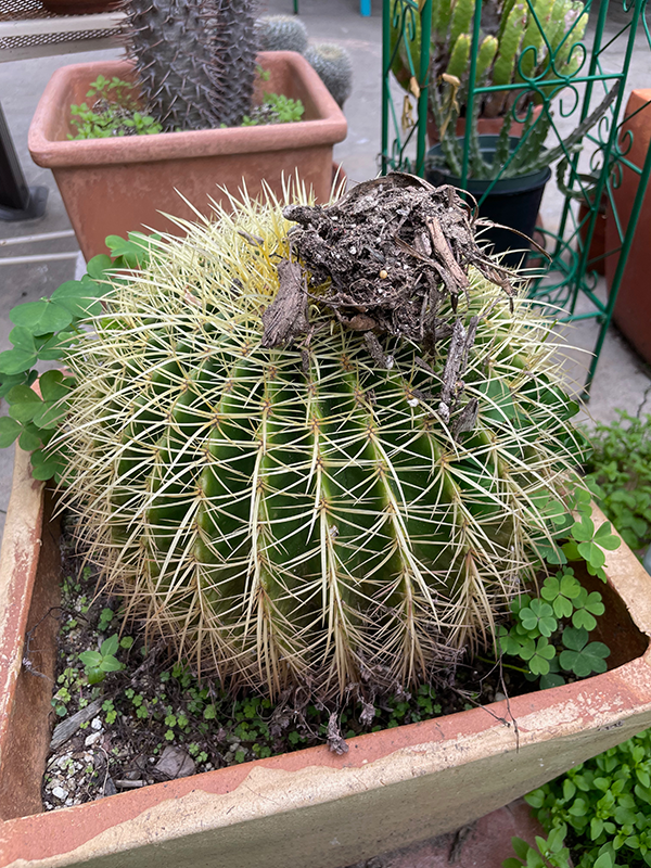 Pileoncactus