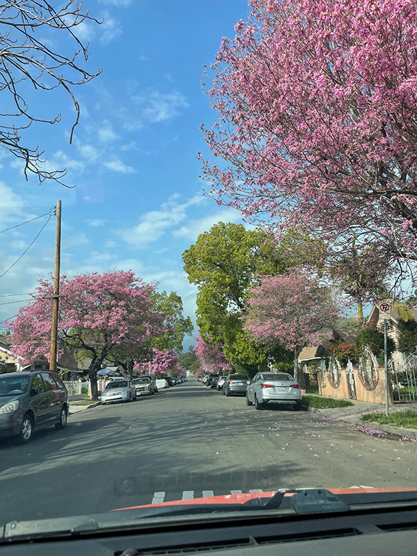 Trumpet trees