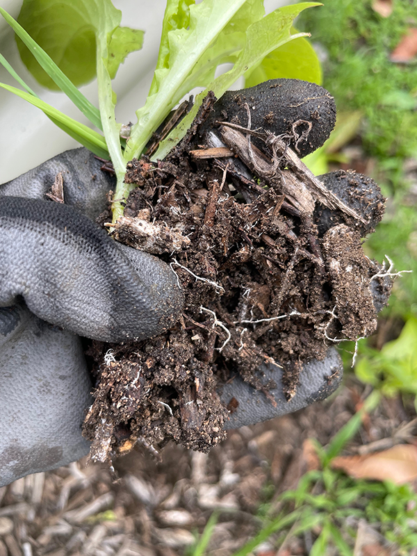 Mycelium