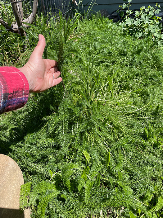 Yarrow