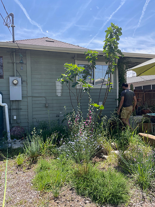 Yard
