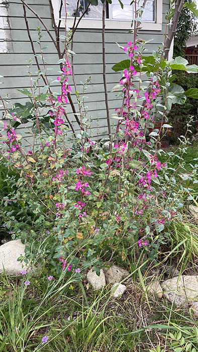 Clarkia