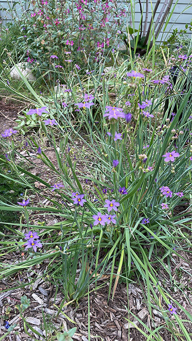 Blue eyed grass