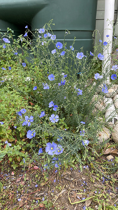 Flax