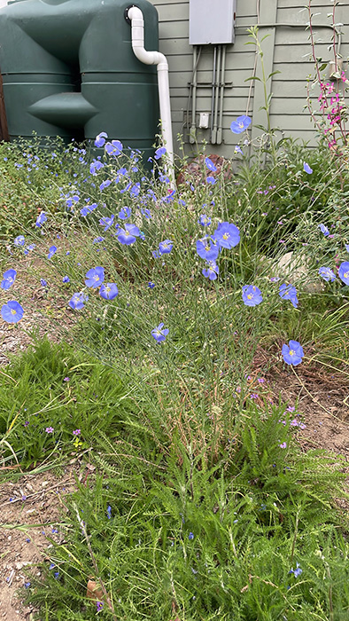 Flax