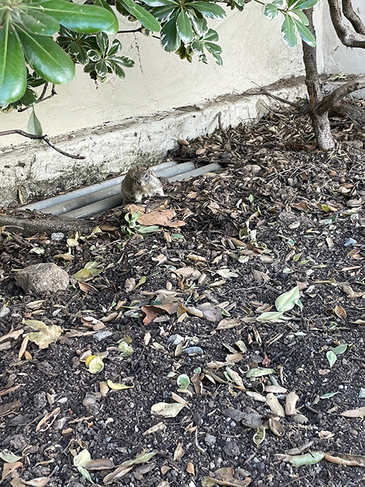 Squirrel