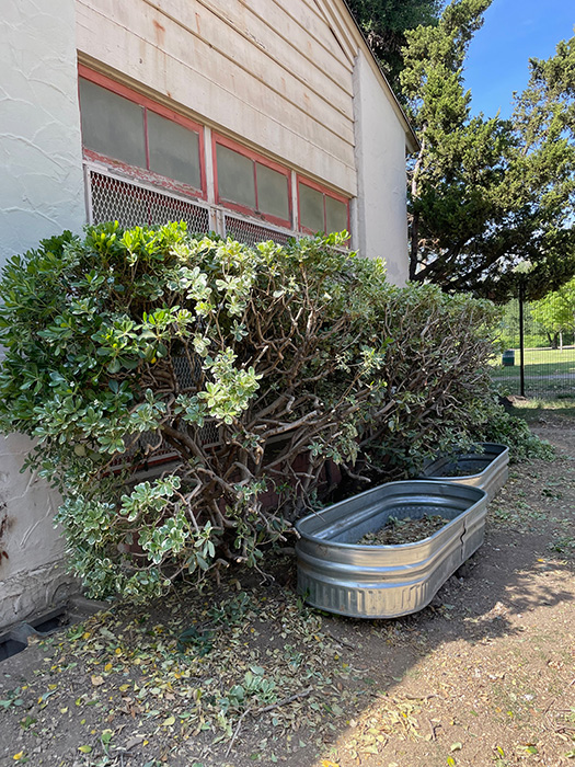 Trimmed bushes