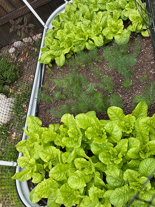 Garden beds