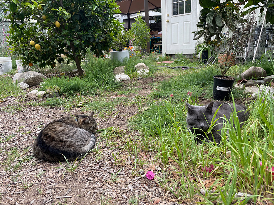 Cats