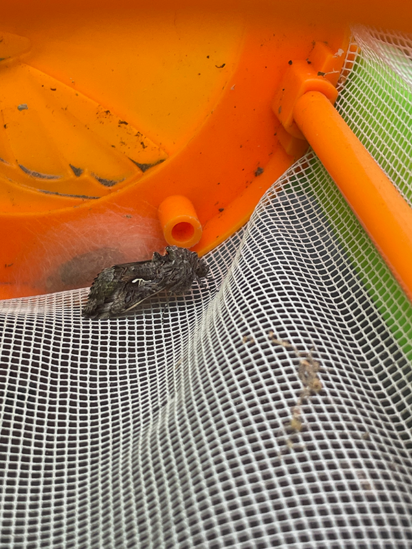 Moth