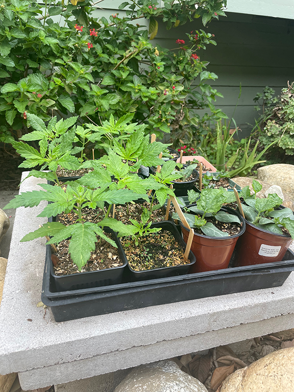 Cannabis
