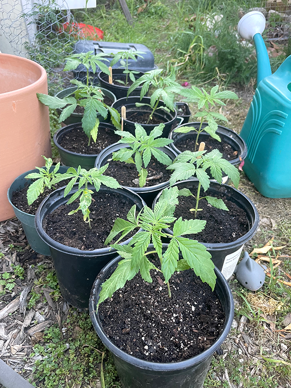 Cannabis transplanted