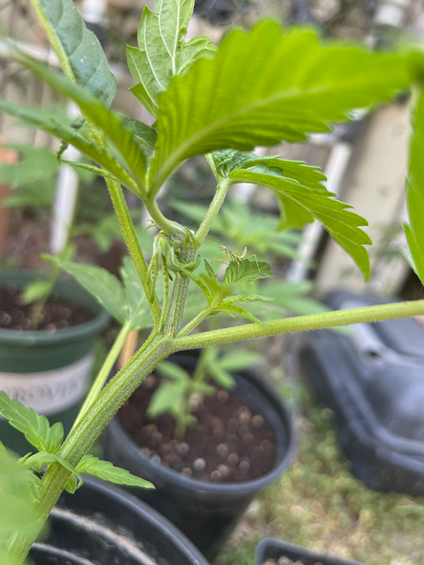 Mantis on cannabis