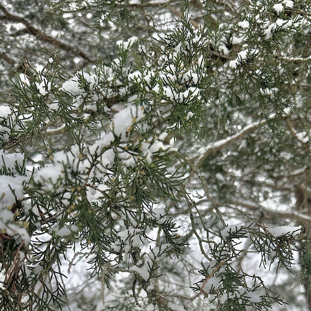 Bandcamp photo: evergreens in ice