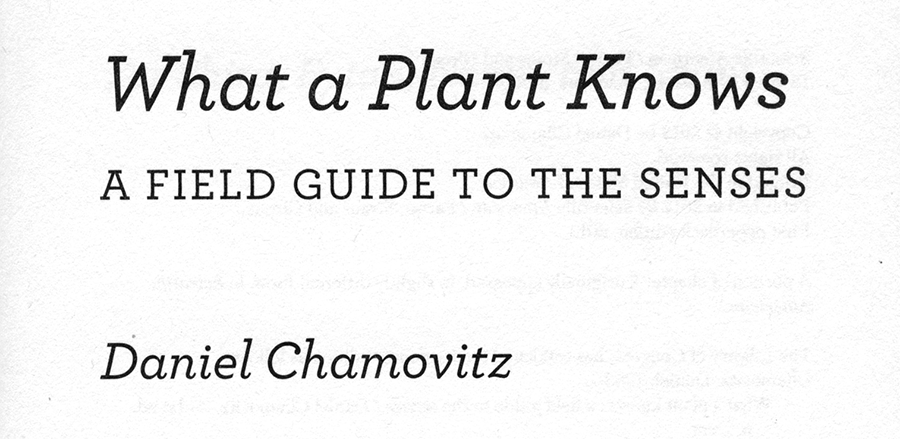 Excerpt from What a Plant Knows, Daniel Chamovitz