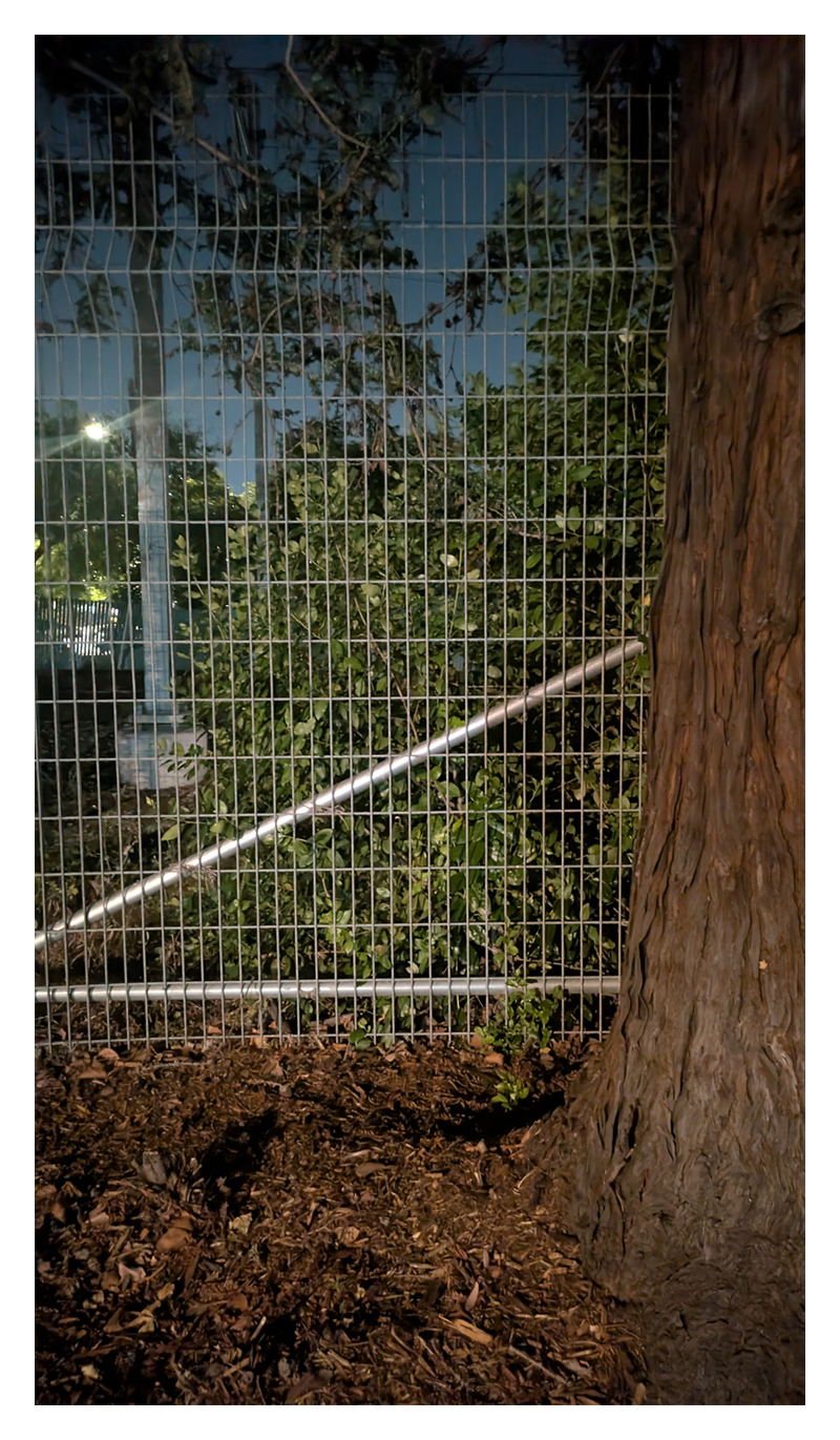Bush restrained by wire fence
