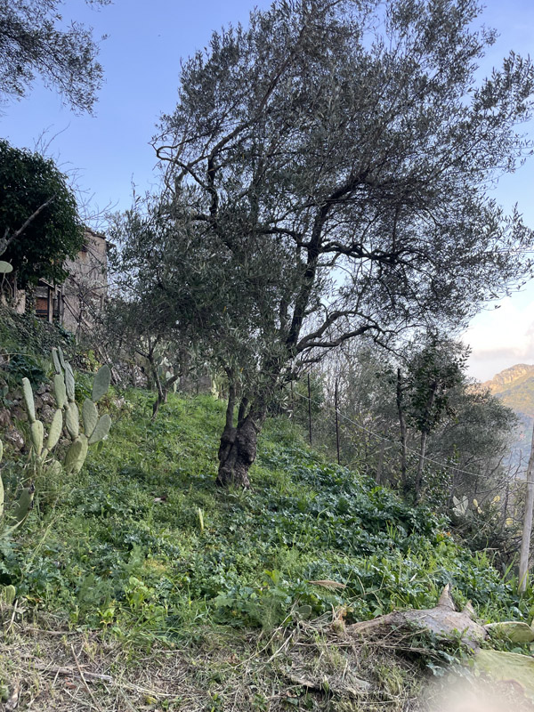 Photo from visit to Sicily, March 2026